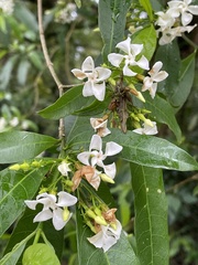 Tabernaemontana catharinensis