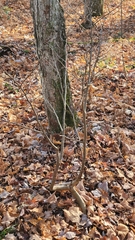 Dirca palustris
