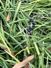 Ophiopogoneae