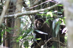 Sapajus nigritus
