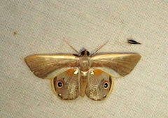 Opisthoxia