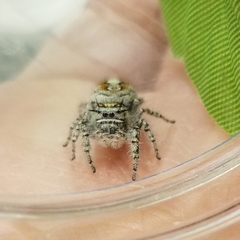 Phidippus comatus