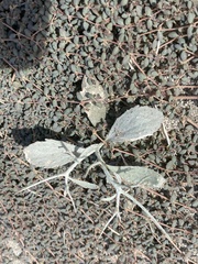 Psorothamnus spinosus