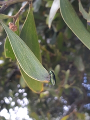 Melobasis propinqua porteri