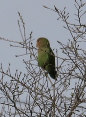 Agapornis roseicollis
