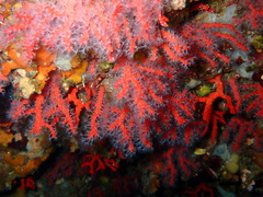 Corallium rubrum