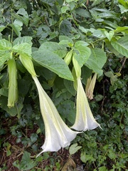 Brugmansia arborea