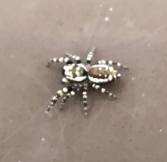 Metaphidippus chera
