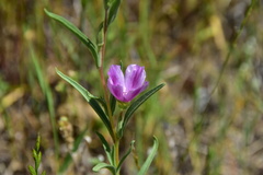 Clarkia