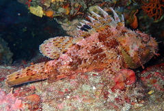 Scorpaena scrofa