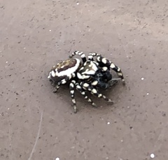 Metaphidippus chera