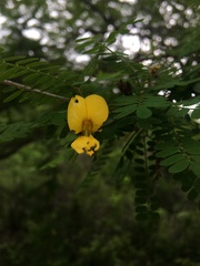 Dalbergieae