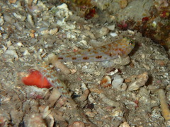 Thorogobius macrolepis