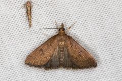 Herpetogramma licarsisalis
