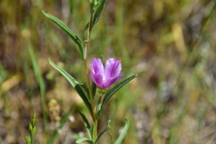 Clarkia