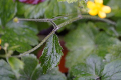 Ranunculus lanuginosus