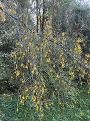 Sophora