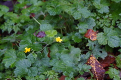 Ranunculus lanuginosus
