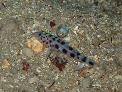 Thorogobius ephippiatus