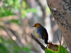 Cossypha natalensis natalensis