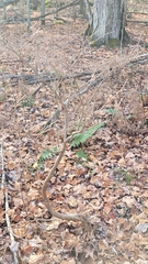 Dirca palustris