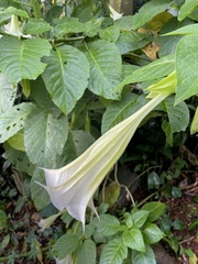 Brugmansia arborea