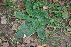 Verbascum phoeniceum