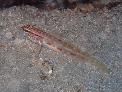Gobius kolombatovici