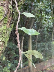 Microgramma squamulosa