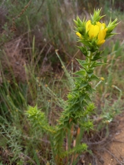 Aspalathus cordata