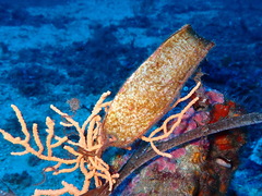 Scyliorhinus stellaris