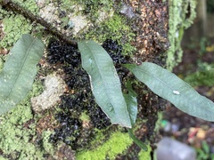 Microgramma squamulosa