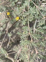 Kallstroemia californica