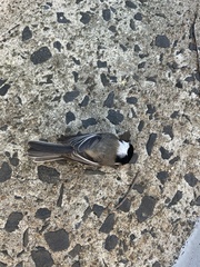 Poecile atricapillus