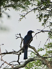 Trogon melanocephalus