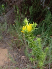 Aspalathus cordata