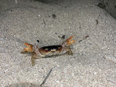 Gecarcinus lateralis