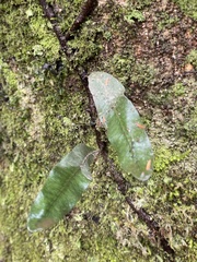 Microgramma squamulosa