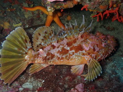 Scorpaena scrofa