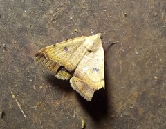 Plecopterodes moderata