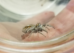 Phidippus comatus