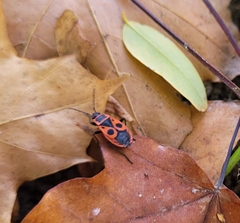 Pyrrhocoris apterus