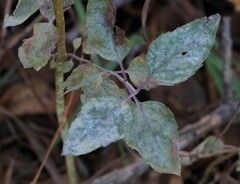 Erysiphaceae