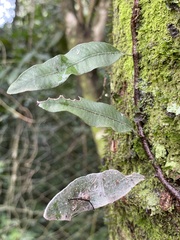 Microgramma squamulosa