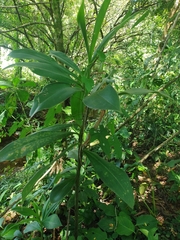 Costus pulverulentus