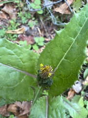 Sonchus asper
