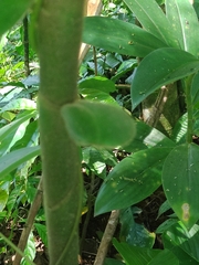 Costus pulverulentus