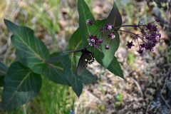 Battus philenor hirsuta