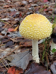 Amanita chrysoblema