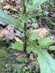 Sonchus asper